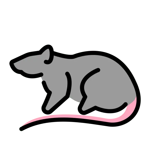 Rat