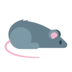 Szczur