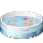 Petri kabı