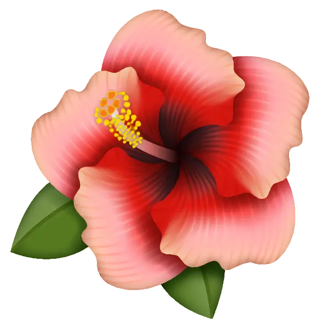 Hibiscus