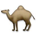 Camello dromedario