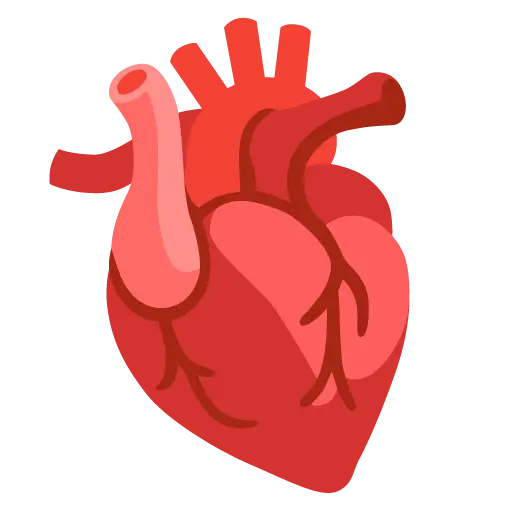 Anatómiai szív