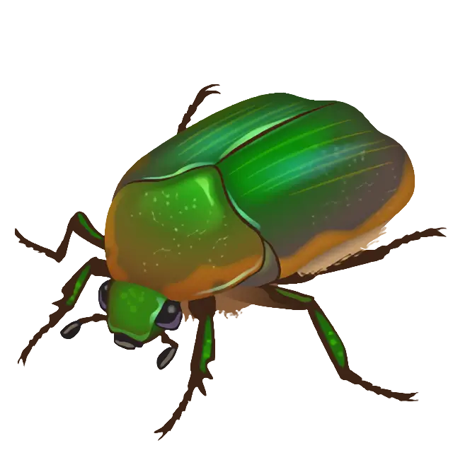 Beetle