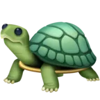 Tortuga