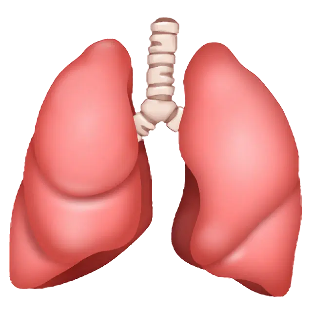 Lungs