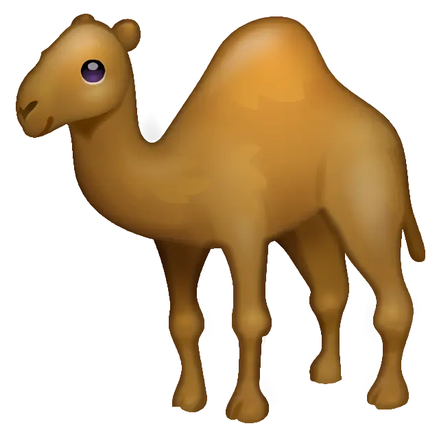 Camel