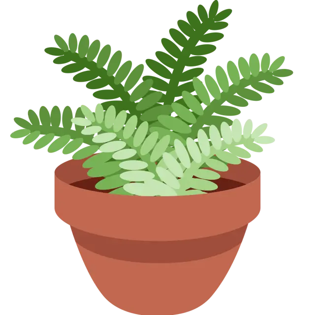 Potted Plant